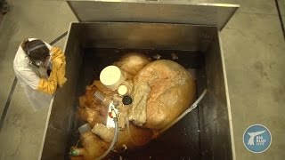 Blue whale&#39;s amazing giant heart stats - Big Blue Live: Preview - BBC One