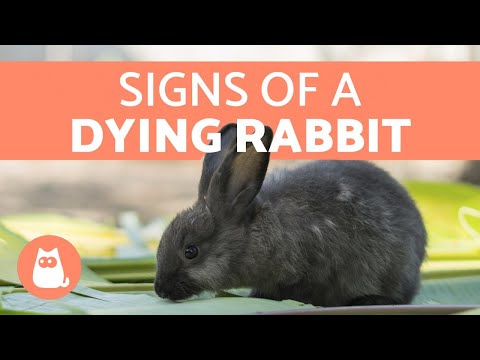 YouTube video about: Can rabbits overeat and die?