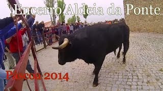 preview picture of video 'Susto e Cogida no Encerro - Capeia da Páscoa - Aldeia da Ponte 2014'
