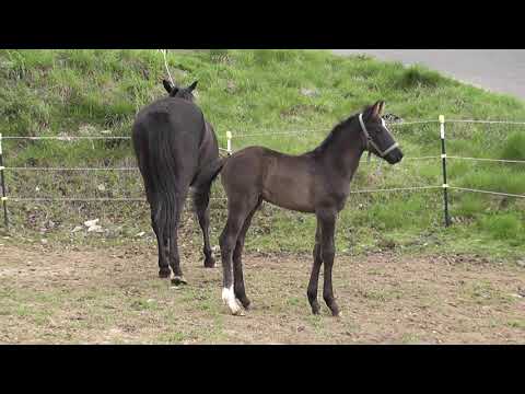 Hengstfohlen von For Gold