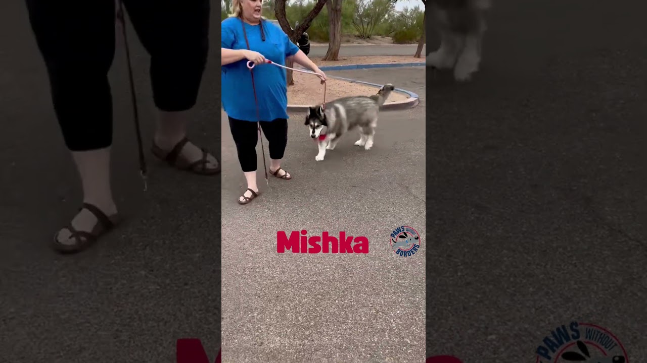 Enlarge Mishka, a Adoptable Alaskan Malamute in Tucson, AZ video 2/4