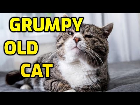 Do Cats Get Grumpier As They Age?