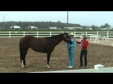 Horse Bits explained with Lindsay Grice.mp4