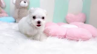 マルチーズの動画01