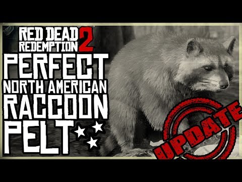 , title : 'HOW TO GET A PERFECT RACCOON PELT - RED DEAD REDEMPTION 2 PRISTINE NORTH AMERICAN RACCOON HUNT'