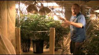 Half Pound Marijuana Plant