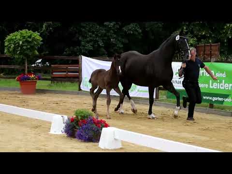 39. Hengst, geb. 14.05.2022 – V: Glamourdale M: Dancier – Regazzoni