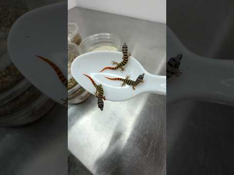 Geckos in Hülle und Fülle 🦎 Heute sind jede Menge Baby-Geckos im Brutkasten geschlüpft, werfen wi...