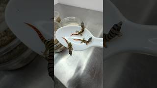Download lagu Gecko galore 🦎 tons of baby geckos hatched in the incubator today, let’s take a peak! mp3