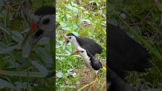 Download lagu SUARA PIKAT RUAK RUAK ASLI AMPUH #youtubeshorts #videoshorts mp3 Download lagu SUARA PIKAT RUAK RUAK ASLI AMPUH #youtubeshorts #videoshorts mp3