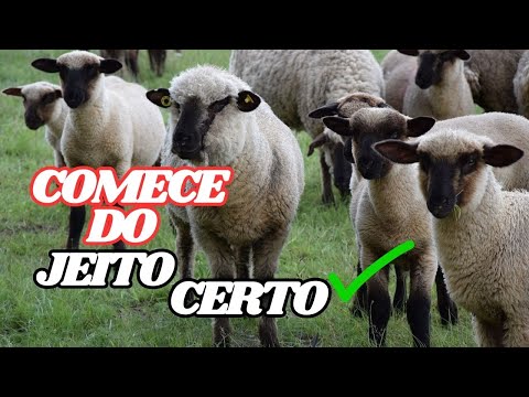 Como Ganhar Dinheiro com Criação de Ovelhas | Criação de Ovinos do Zero