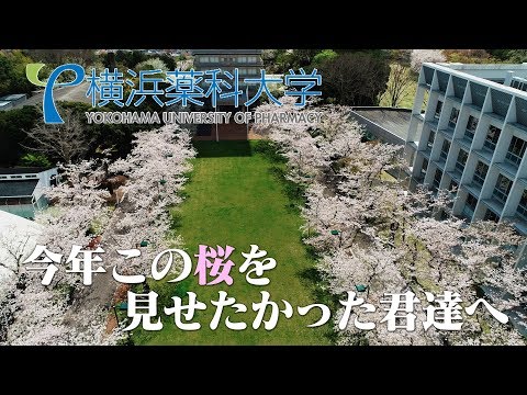 【横浜薬科大】今年この桜を見せたかった君達へ。
