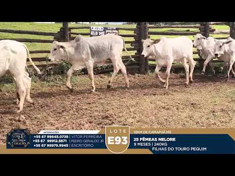 LOTE E93