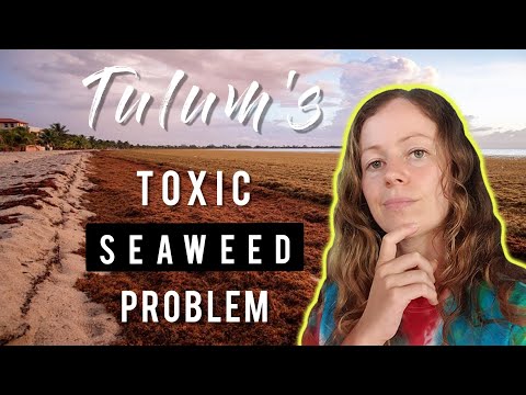 Tulum - the reality that influencers don't want you to see!