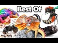 My Best Pets Of 2024