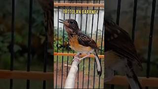 Download lagu Murai trotol jantan ngeplong blong untuk pancingan bunyi#muraitrotol#trotolangacor#Shorts mp3