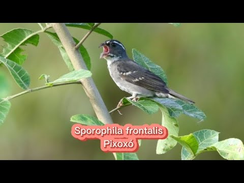 Kňažík bambusový (Sporophila frontalis) — správanie, biotop a hlas