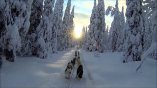 preview picture of video 'The magic of mushing'