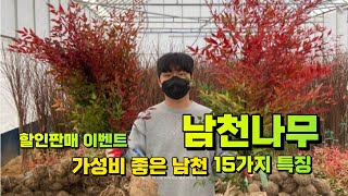 남천나무 할인이벤트 및 알아야할 15가지