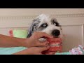 Zedd Maren Morris Grey THE MIDDLE PARODY New Braces Teen Music