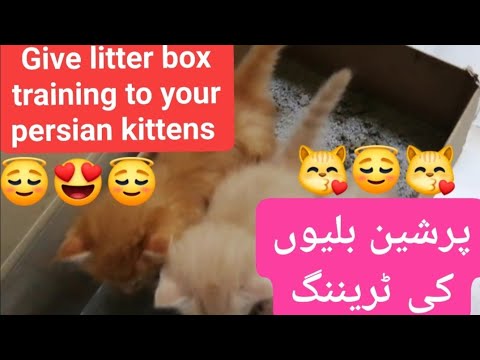 Give litter training to your persian kittens /use of litter box for persian kittens training / urdu