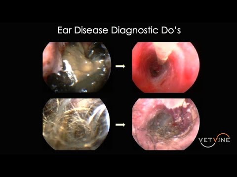 Ear Disease in Dogs & Cats: Exam & Diagnostic Do's - An Overview