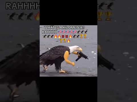 #usa #usarmy #america #eagle #meme#memes #jokes #funny #funnypets