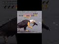 #usa #usarmy #america #eagle #meme#memes #jokes #funny #funnypets
