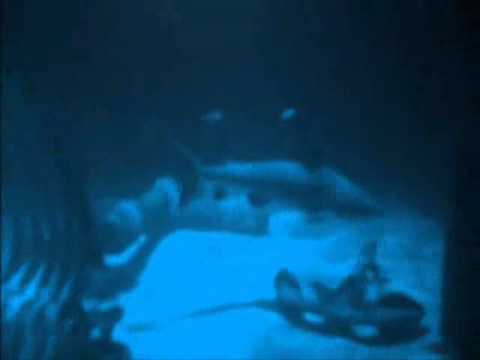 Ruin X Nico Mir | Rising Sun | Ingrávidos Squad (2014)