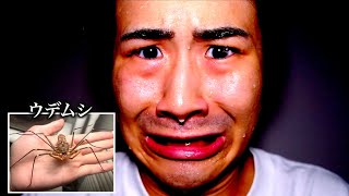 【種類別】息子が捕まえた虫の反応の違い。