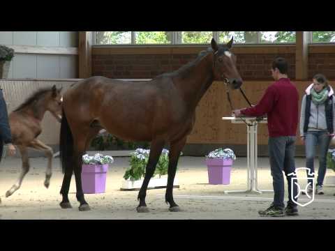 Holsteiner Stute von Cayado   Caretino   Lord