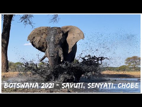 Botswana 2021 Vlog 3 - Savuti , Senyati, Chobe