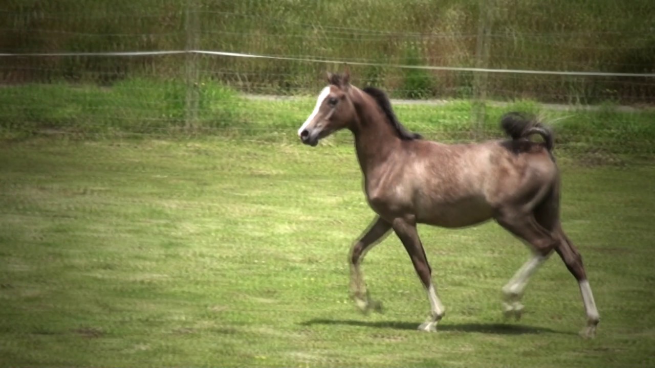 Potro Pura Raza árabe en venta