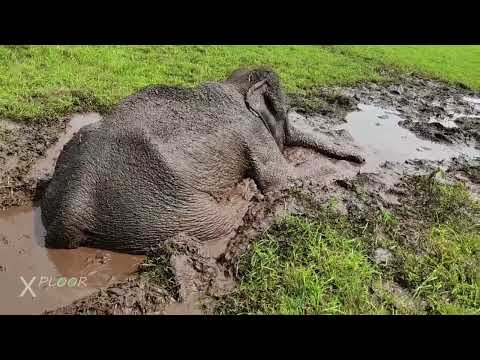 Animal in Danger - Elephant cub stuck in the mud