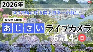 【LIVE】あじさいライブカメラ2026＠下田公園〜伊豆下田温泉あじさい祭〜｜2026年6月14日(日) #あじさい #紫陽花