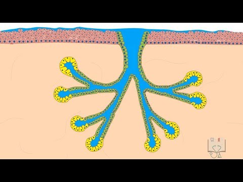 Speicheldrüsen – Histologie