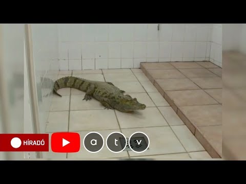 mit kell inni tablettákat a férgek ellen