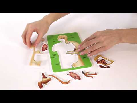 Миниатюра изображения товара Научная игра Bondibon Познавательная анатомия / ВВ1836