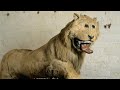 The WORST Lion Humans Have Ever Stuffed ️
