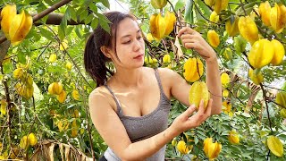 Harvesting star fruit and green vegetables in the garden - Selling at the market | Ngân Daily Life