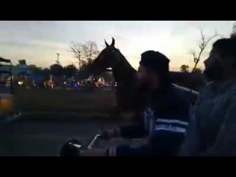 Naseeba Wali VS Salar Azam Race