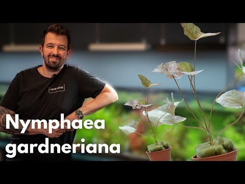 Nymphaea gardneriana | Liquid Nature Pflanzenvorstellung