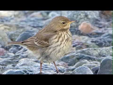 BTO Bird ID - Rock Pipit and Water Pipit