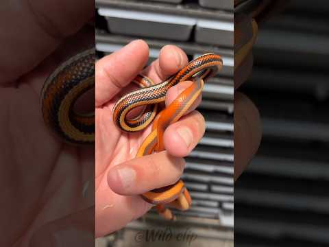 small to big  animal transformation.....!.💀