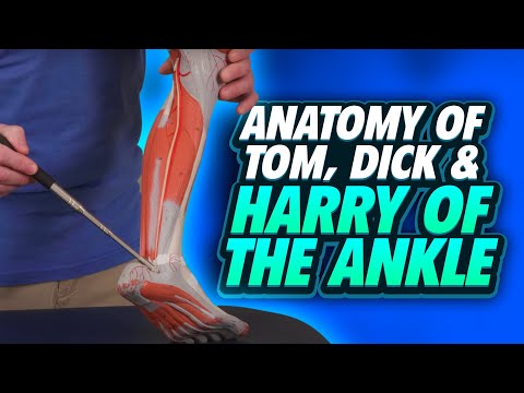 Anatomy of Tom, Dick & Harry of the Ankle / Foot Complex