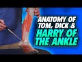 Anatomy Of Tom Dick Harry Of The Ankle Foot Complex