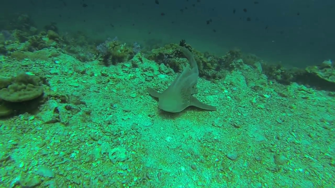 Explore colorful reef at Anemone reef site.