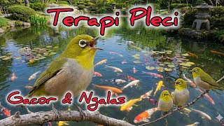 Download lagu Terapi pleci gacor dan cepat ngalas #pleci #terapipleci #simulasilombapleci #pcmi #plecigacor mp3 Download lagu Terapi pleci gacor dan cepat ngalas #pleci #terapipleci #simulasilombapleci #pcmi #plecigacor mp3