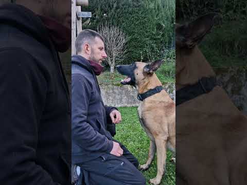 Quien dijo miedo!#parati #perros #dogs #k9 #malinois #perro #instagram #viral #k9units #k9unit