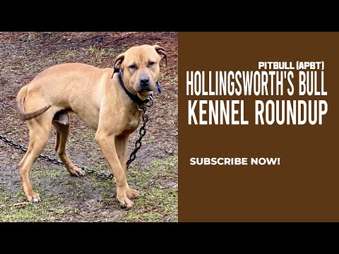 Brahma Hollingsworth's Bull X Titan Kennels Red Witch - Kennel Roundup
